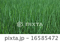 Rice fields, green fields 16585472