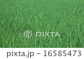 Rice fields, green fields 16585473