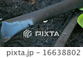Drip irrigation Kitchen garden.  Vegetable. Kale 16638802