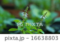 Kitchen garden.  Vegetable plant. Basil 16638803