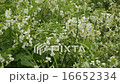 Daikon Flower Field 16652334