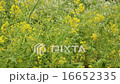Rapeseed field 16652335