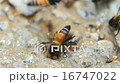 close up insect, bee on the ground 16747022