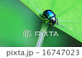 insect on plant, insect in nature background 16747023
