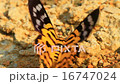 Close up of moth,night butterfly,Beautiful Insect 16747024