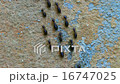 close up Termites eating the house on wall 16747025