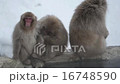 Japanese monkey from Jigokudani hot spring 16748590