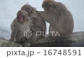 Japanese monkey from Jigokudani hot spring 16748591