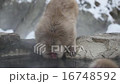 Japanese monkey from Jigokudani hot spring 16748592