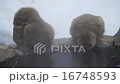 Japanese monkey from Jigokudani hot spring 16748593
