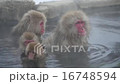Japanese monkey from Jigokudani hot spring 16748594