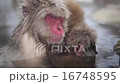 Japanese monkey from Jigokudani hot spring 16748595