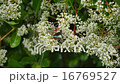Mosquito of Aosujihaja 16769527