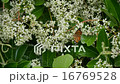 Beeswax honey 16769528