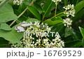 Ishiguroba and Aokanabun 16769529