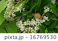 Beeswax honey 16769530