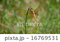 Short-jumped dragonfly shortly after emergence 16769531