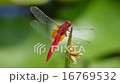 Mature dragonfly 16769532
