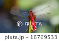 Shoujo dragonfly 16769533