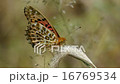 Zuma giuna 16769534