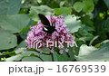 Beeswax of monkeyeagheha 16769539