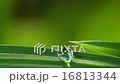 Drop of dew on the grass in the morning sunshine 16813344