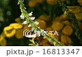 Pollination of meadow flowers 16813347