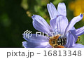 Bee collects nectar on blue chicory 16813348