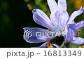 Bee collects nectar on blue chicory 16813349