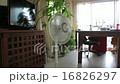 Fan room 16826297