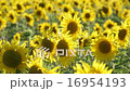 Big field of the blossoming sunflowers 16954193