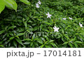 Gardenia Bush in Garden Blown by Wind 17014181