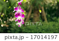 Orchid Flowers in Garden Background 17014197