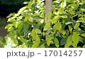 Banyan Bush in Garden Background 17014257