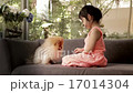 Child, Kid, Girl, Trains Dog by Giving Food 17014304