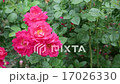 Bush with the blossoming red roses 17026330