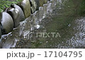 雨のしずく 17104795