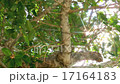 南方國家形象 17164183