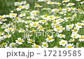 Summer meadow with the blossoming camomiles 17219585