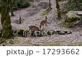 宮島の鹿 17293662