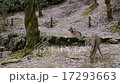 宮島の鹿 17293663