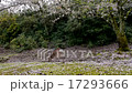 宮島の鹿 17293666