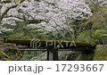 サクラの舞い 17293667