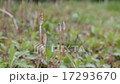 土筆 17293670