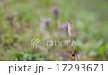 土筆 17293671