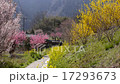 里山の春 17293673