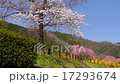 春の景色 17293674