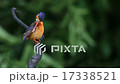 Blue-eared Kingfisher (female) preen feathers. 17338521