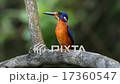 Blue-eared Kingfisher (male) alert on branch. 17360547