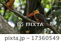 Brown-winged Kingfisher Mating in mangrove forest 17360549